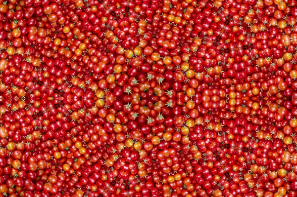 Kırmızı domates kiraz arka plan. Taze domates grubu — Stok fotoğraf
