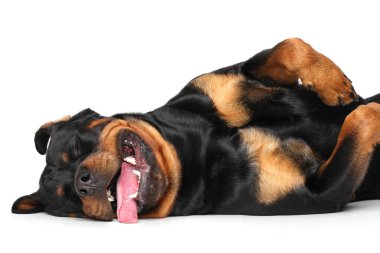 Beyaz arka plan üzerinde yalan dinlenme mutlu Rottweiler köpek