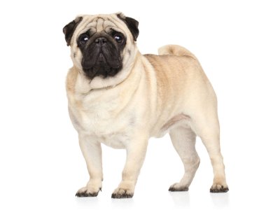 Beyaz arka plan üstünde a Pug köpek portresi. Animal Temalar