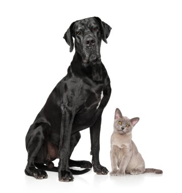 Arka plan beyaz kedi ve köpek birlikte poz. Animal Temalar