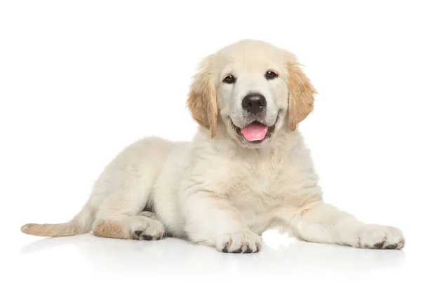 Cãozinho Golden Retriver Fundo Branco Temas Animais — Fotografia de Stock
