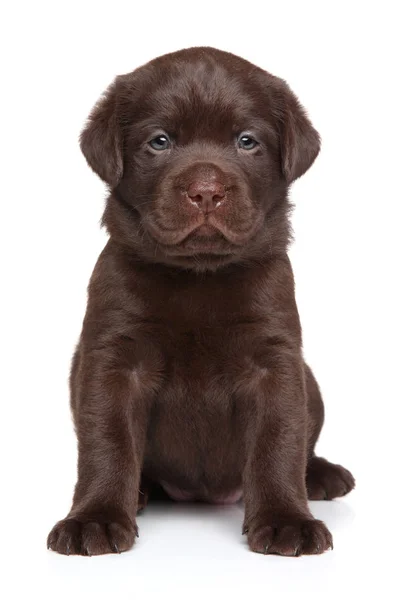 Cute Chocolate Labrador Puppy Sits Front White Background Closeup Portrait — Stock Photo, Image