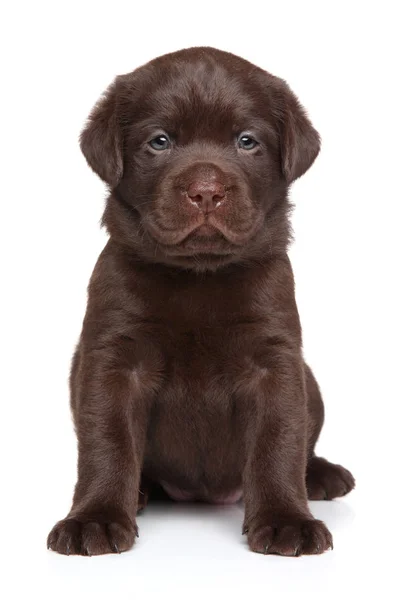 Lindo Cachorro Chocolate Labrador Sienta Frente Fondo Blanco Retrato Cerca —  Fotos de Stock