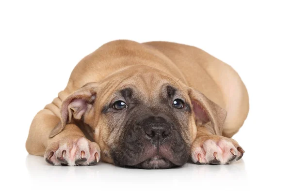 Adorable Cachorro Staffordshire Terrier Descansando Sobre Fondo Blanco Temas Animales — Foto de Stock