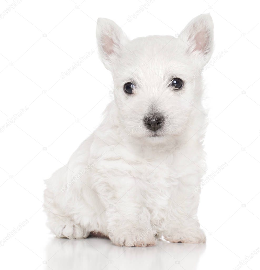 Cute West Highland White terrier puppy sits on white background. Baby animal theme