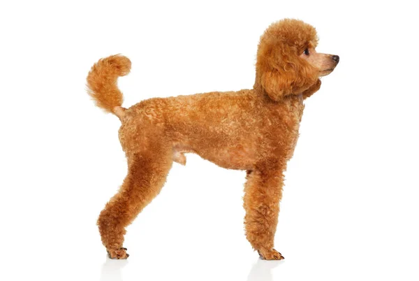 Red Miniature Poodle Stand White Background Animal Themes — Stock Photo, Image