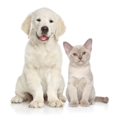 Kedi ve köpek beyaz arka plan üzerinde birlikte. Animal Temalar