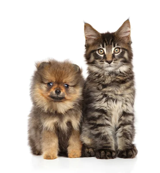 Cachorro Gatito Juntos Sobre Fondo Blanco Tema Bebé Animal — Foto de Stock