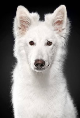 Yakın çekim portre siyah arka plan üzerine İsviçre beyaz çoban köpeğinin