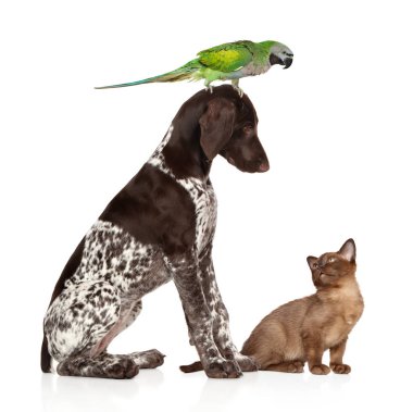 Group of pets togetherness on white background. Parrot, dog, cat clipart