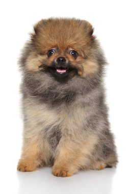 Sevimli Spitz köpek beyaz zemin üzerine oturur. Bebek hayvan Tema