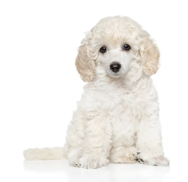 Γκρο Πλαν Καλλωπισμένο Poodle Παιχνιδιών Κουτάβι Σχετικά Λευκό Backgroundclose — Φωτογραφία Αρχείου