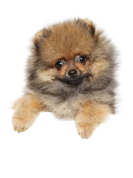 Cute Puppy Spitz Powyżej Transparent Białym Tle Baby Zwierząt Temat — Zdjęcie stockowe