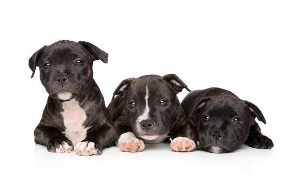 Grupp Staffordshire Bull Terrier Valpar Vit Bakgrund Baby Djur Tema — Stockfoto