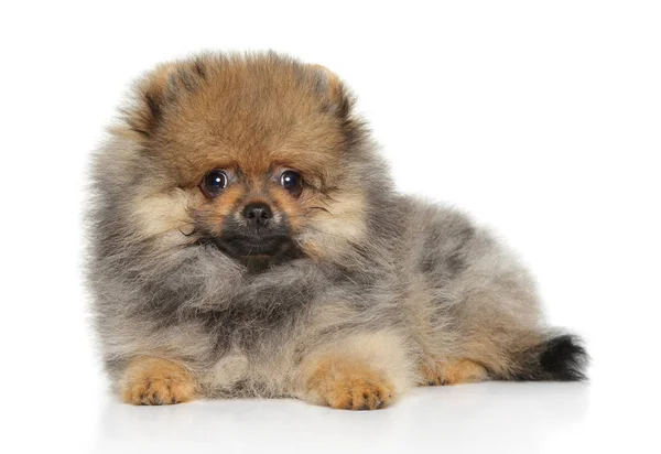 Bedårande Pomeranian Spitz Valp Liggande Vitt Baby Djur Tema — Stockfoto