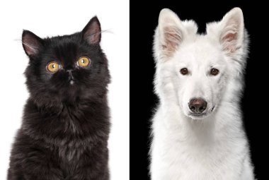 Bir kara kedi ve köpeği portre. 