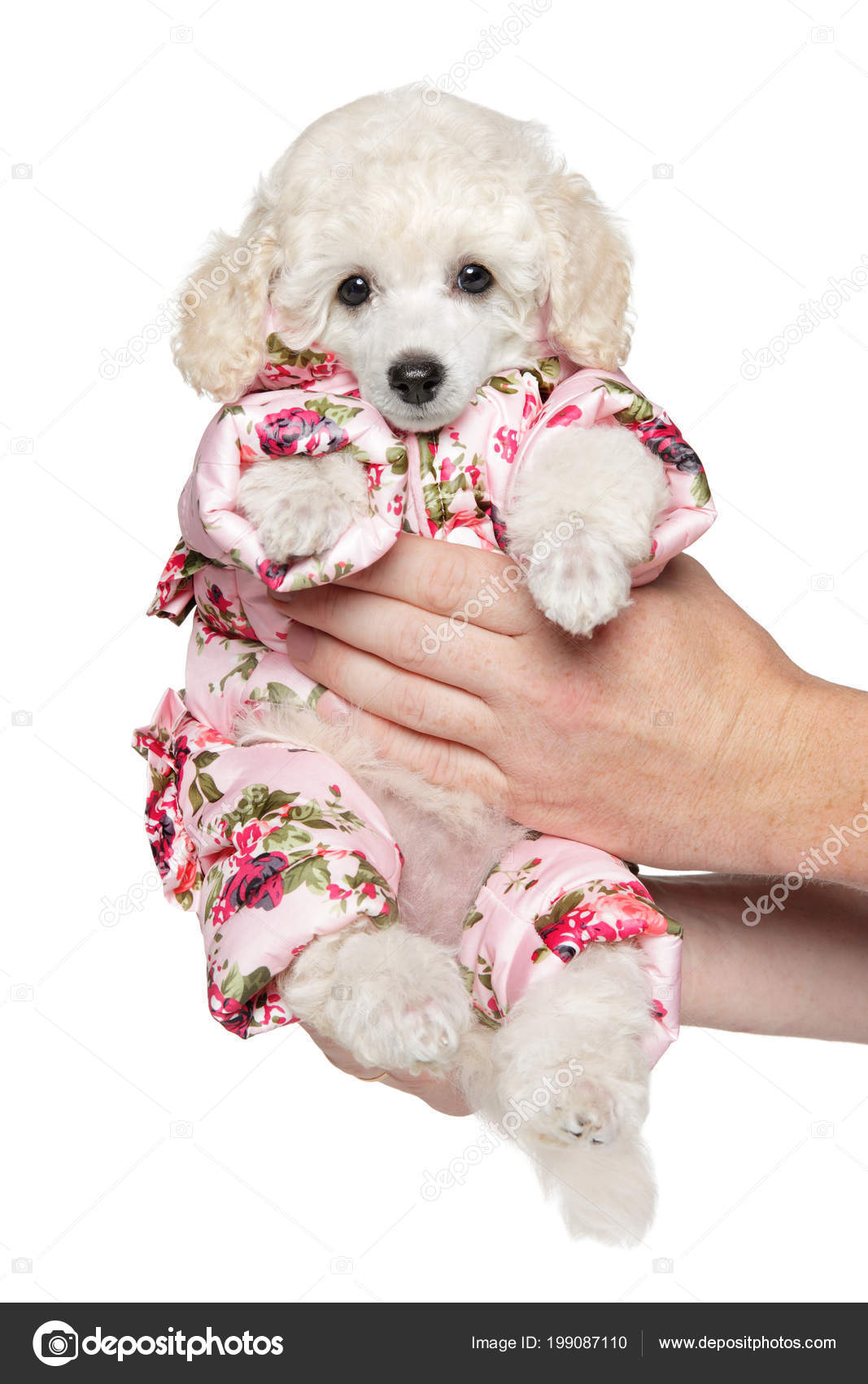 white poodle puppy