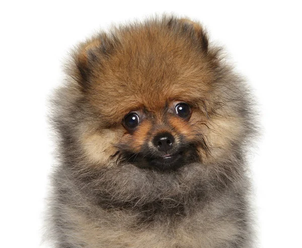 Bedårande Spitz Hundvalp Vit Bakgrund Baby Djur Tema — Stockfoto