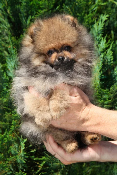 Man Holds Cute Pomeranian Spitz Puppy In Hands Larastock