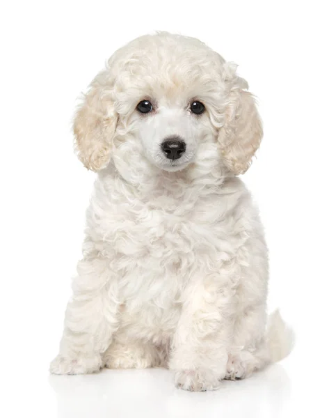 Bonito Brinquedo Poodle Filhote Cachorro Senta Frente Fundo Branco Tema — Fotografia de Stock