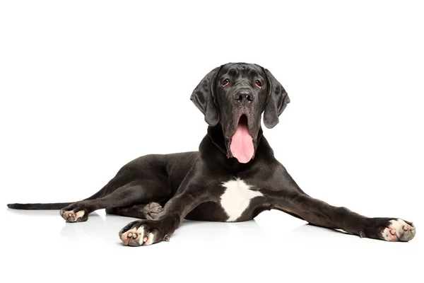 Great Dane Liggend Een Witte Achtergrond Dierlijke Thema — Stockfoto