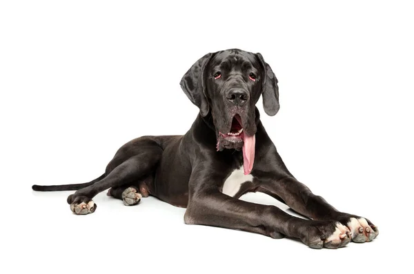 Great Dane Graceful Lying White Background Animal Themes — Stock Photo, Image