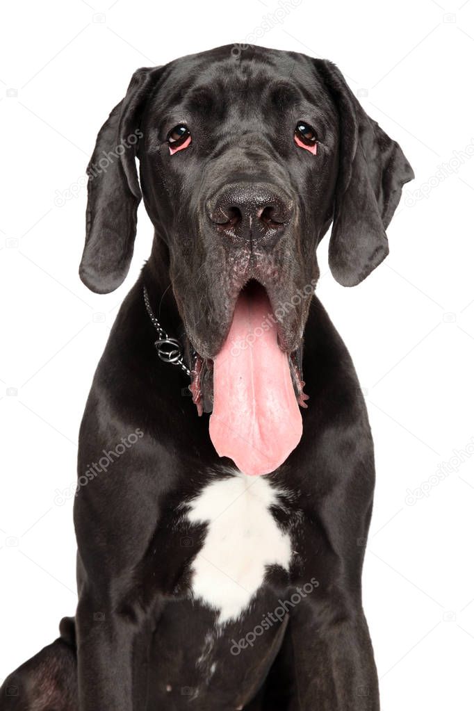 Close-up of Great Dane on white background. Animal themes