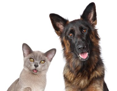 Kedi ve köpek birlikte beyaz arka plan üzerinde izole poz. Animal Temalar