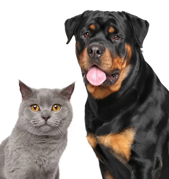 Katt Och Hund Isolerad Vit Bakgrund Djur Teman — Stockfoto