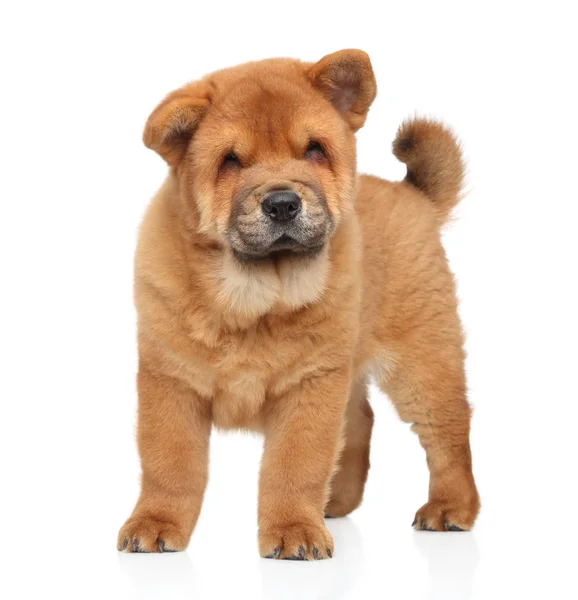Chiot Chinois Chow Chow Sur Fond Blanc — Photo