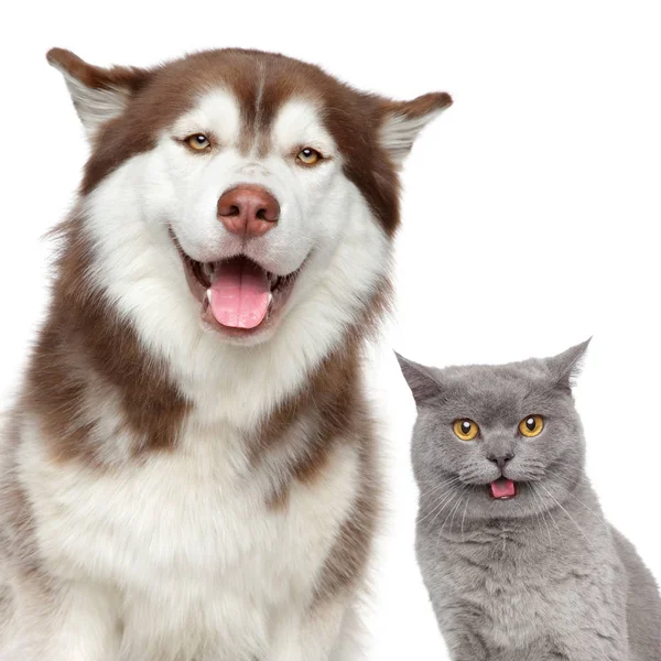 Felizes Animais Estimação Tema Cão Gato Retrato Close Isolado Sobre — Fotografia de Stock