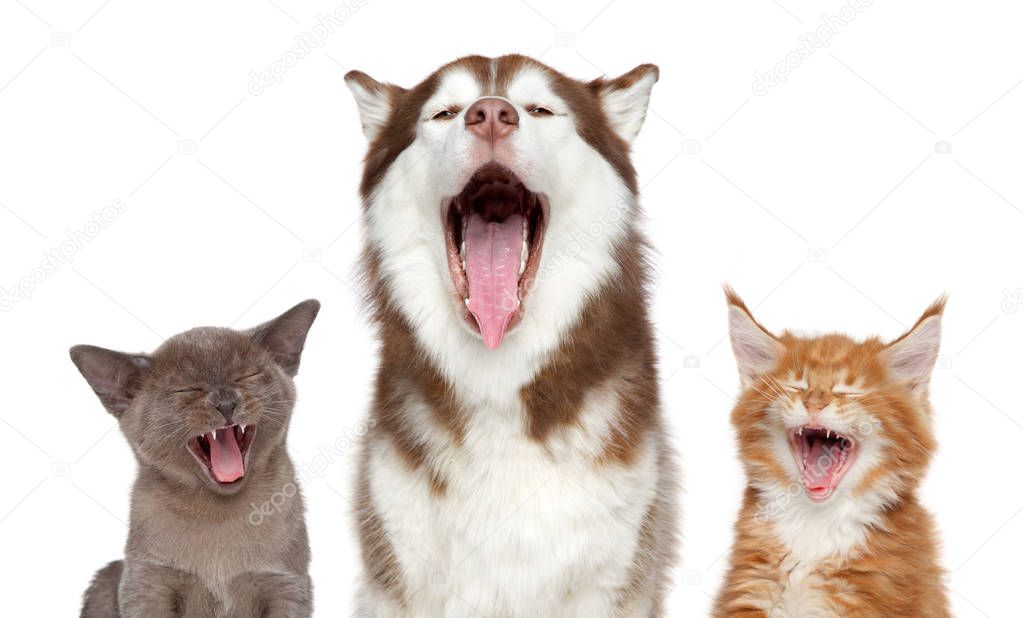 Group of pets sing song. Theme cats and dogs. Portrait on white background.