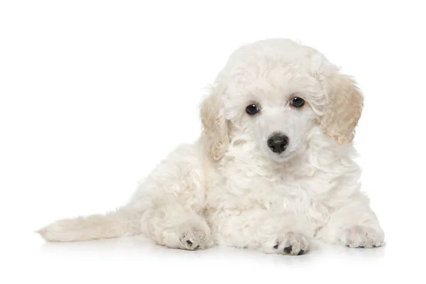 White Toy Poodle Cachorro Deitado Fundo Branco Tema Animal Bebê — Fotografia de Stock