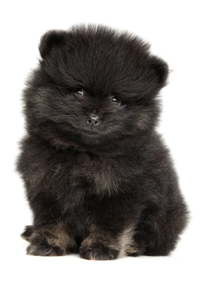 Pequeno Cachorro Spitz Retrato Sobre Fundo Branco Tema Animal Bebê — Fotografia de Stock