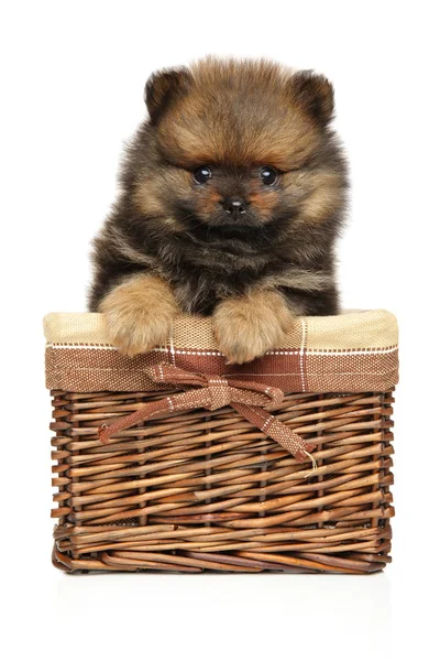 面白いスピッツ犬の子犬は 枝編み細工品バスケット白い背景の上に座っています 赤ちゃん動物をテーマ — ストック写真