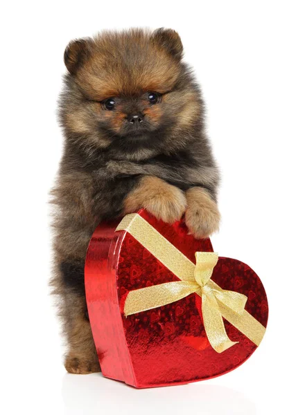 Beyaz zemin üzerine kırmızı kalp ile Spitz köpek köpek yavrusu. Bebek hayvan Tema Sevgililer günü