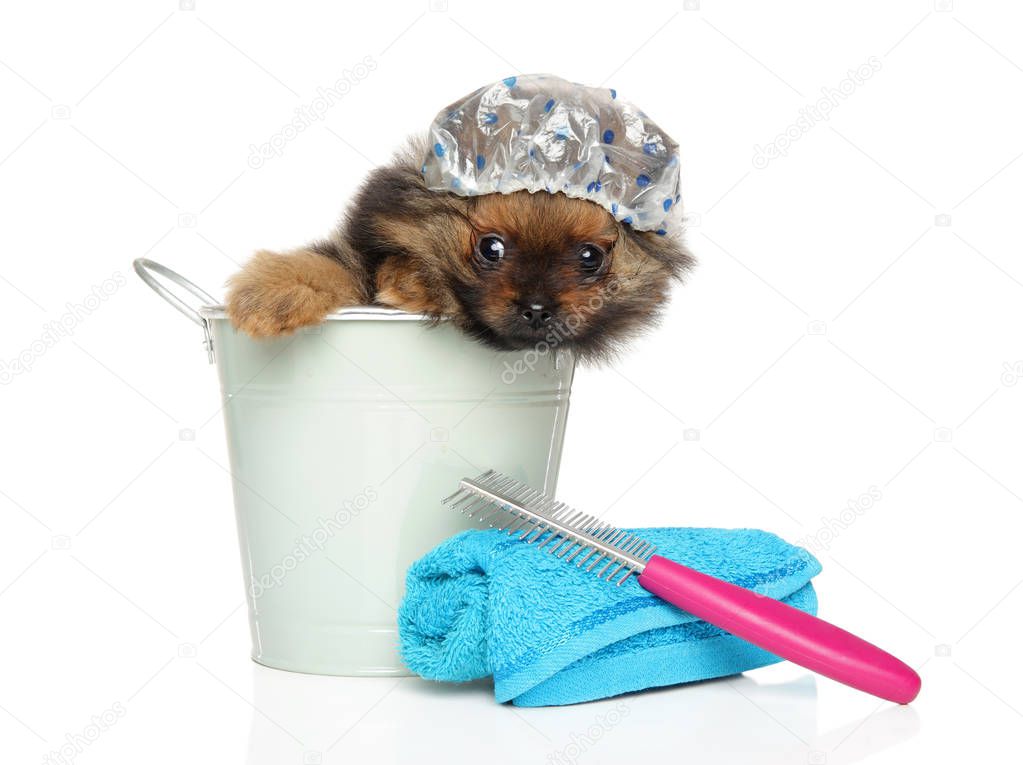 Spitz puppy sitting in a bath bucket and cap, Bath theme, Funny portrait on white background