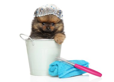 Bir banyo kovası ve kap banyo tema komik portre beyaz zemin üzerine oturan spitz köpek yavrusu