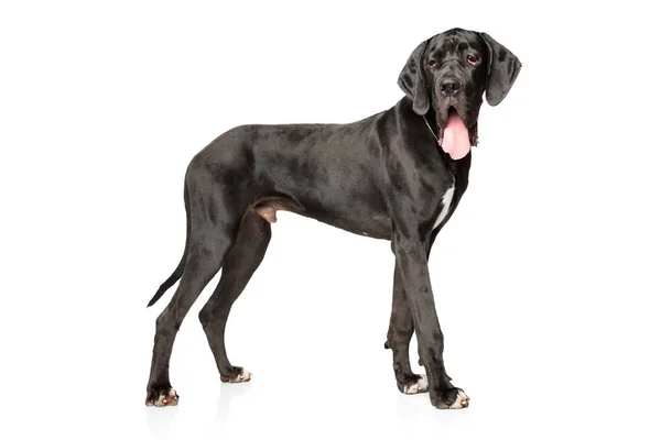 Great Dane Posing Studio White Background — Stock Photo, Image