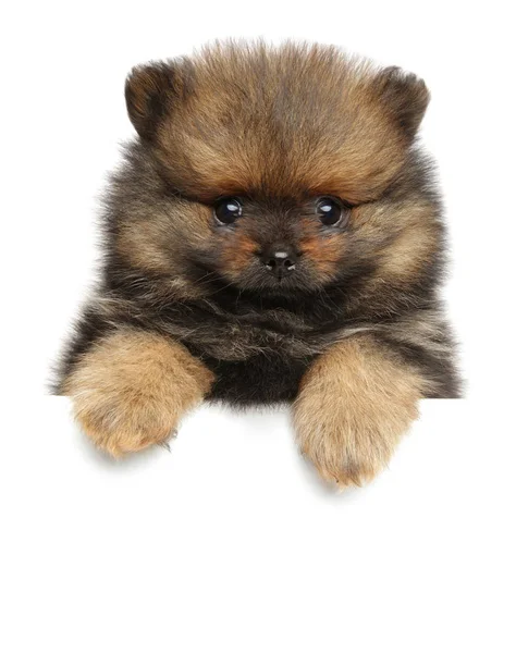 Spitz Hundvalp Ovan Vit Banner Baby Djur Tema — Stockfoto