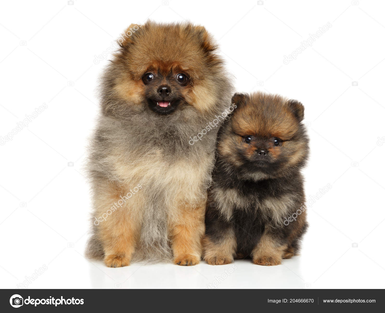 Adorables Chiots Chien Spitz Assis Sur Fond Blanc