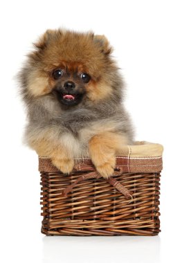 Spitz köpek yavrusu hasır sepet beyaz zemin üzerine oturmaktadır. Bebek hayvan Tema