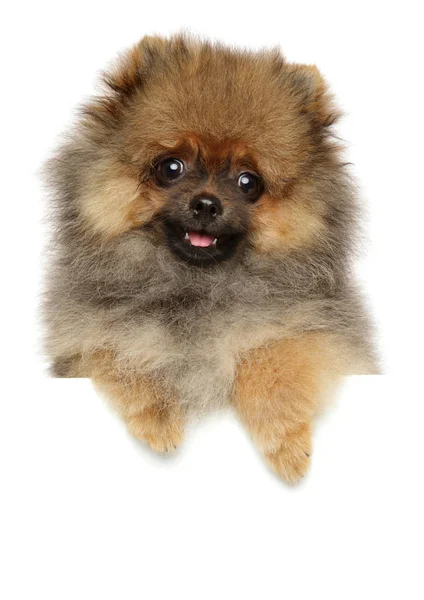 Cachorro Perro Divertido Spitz Posando Encima Bandera Blanca Temas Animales — Foto de Stock