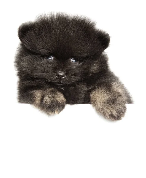 Spitz Hundehvalp Hvidt Banner Baby Dyr Tema - Stock-foto