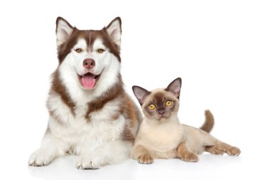 kedi ve köpek birlikte beyaz bir arka plan üzerinde yalan