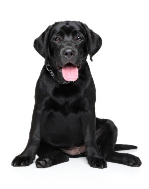 Mutlu siyah Labrador köpek yavrusu beyaz zemin üzerine oturur. Animal Temalar