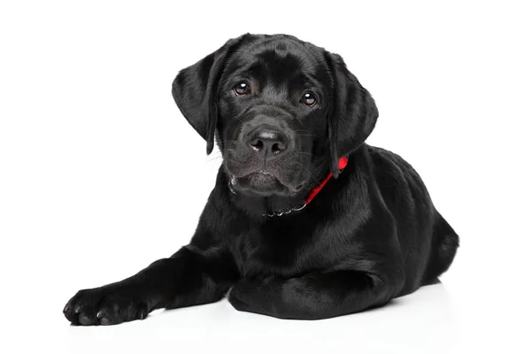 Cachorro Labrador Negro Acostado Frente Fondo Blanco Temas Animales — Foto de Stock