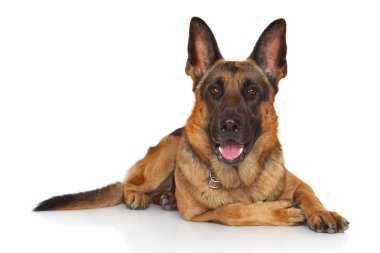 Alman çoban köpeği beyaz bir arka plan üzerinde yalan zarif. Animal Temalar
