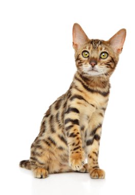 Bengal yavru kedi beyaz arka plan üzerinde oturuyor. Animal Temalar