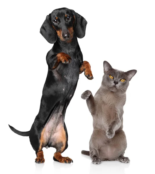 Katze Und Hund Stehen Gemeinsam Auf Hinterbeinen Auf Weißem Hintergrund — Stockfoto